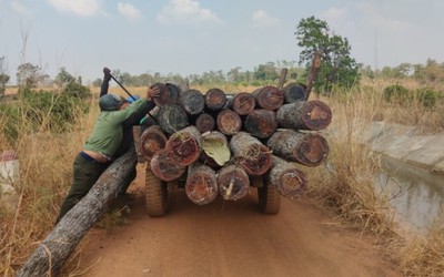 Gia Lai: Khởi tố vụ phá rừng tại xã biên giới