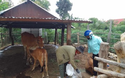 Gia Lai: Phát hiện ổ dịch lở mồm long móng ở huyện Mang Yang