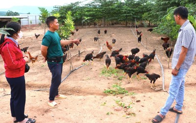 Chàng trai 9X thu lãi 3 tỷ đồng/năm nhờ chí làm giàu trên vùng "đất khó"