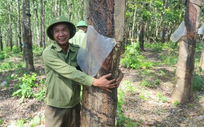 Kỳ lạ hàng trăm ha cao su xanh mướt, đang cho mủ nhưng “vô chủ”