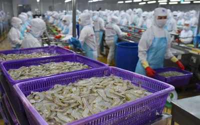 Australia vẫn là thị trường tiềm năng của ngành tôm Việt Nam