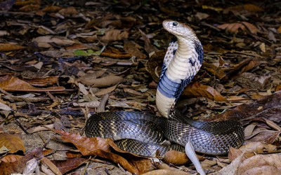 Nghe tiếng gõ cửa, người phụ nữ sốc nặng khi chạm trán thứ cực độc