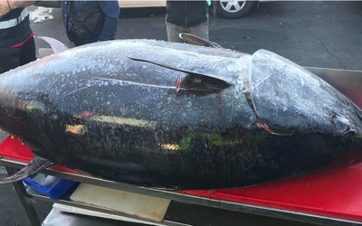 Ngư dân câu được con cá ngừ khổng lồ nặng 271kg trên biển