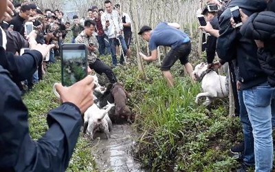 Công an thông tin vụ “đấu thú man rợ” giữa lòng Hà Nội