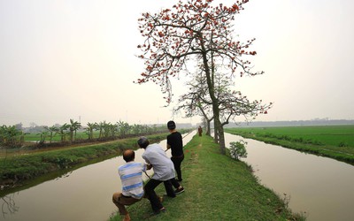 Hà Nam: Hàng loạt cây gạo hơn 30 năm tuổi đẹp nhất "vịnh Bắc Bộ" bất ngờ bị đốn hạ