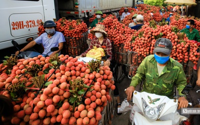 Quả vải Bắc Giang sắp không còn phải vào tận Tp.HCM để chiếu xạ