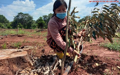 Vợ chồng nông dân "khóc ròng" vì hàng trăm gốc cây ăn trái bị chặt phá trong đêm