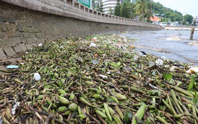 Chùm ảnh: Bèo lục bình "bủa vây" biển bãi Trước Vũng Tàu