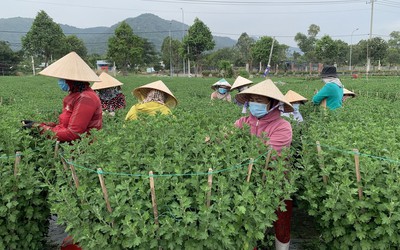 Bà Rịa - Vũng Tàu: Người trồng hoa tất bật vào vụ Tết Quý Mão