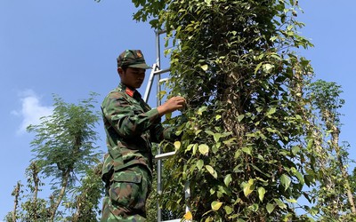 Bà Rịa-Vũng Tàu: 6 ngày, bộ đội giúp người dân hái hàng chục tấn tiêu