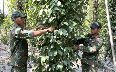 Bà Rịa - Vũng Tàu: Ấm áp hình ảnh bộ đội giúp dân thu hoạch hồ tiêu