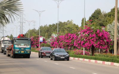 Ngắm con đường hoa giấy bung sắc rực rỡ, đẹp mê ly ở Bà Rịa - Vũng Tàu