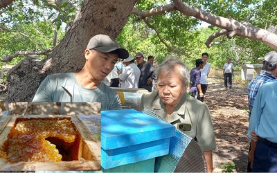 Nuôi loài ong lạ dưới tán cây, anh nông dân bỏ túi trăm triệu mỗi năm