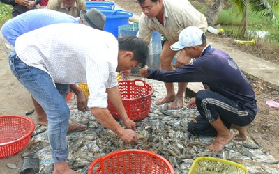 Nông dân U Minh trúng đậm tôm càng xanh xen canh trong ruộng lúa