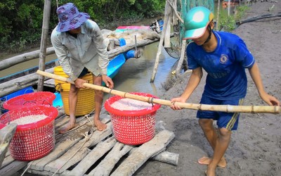 Người dân miền biển Cà Mau trúng mùa ruốc nhưng lại "khóc ròng"