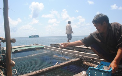 Vụ cá bớp nuôi lòng bè đảo Hòn Chuối bị chết: Chủ tịch tỉnh Cà Mau chỉ đạo “nóng”