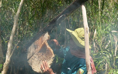 Về U Minh xem gác kèo ong