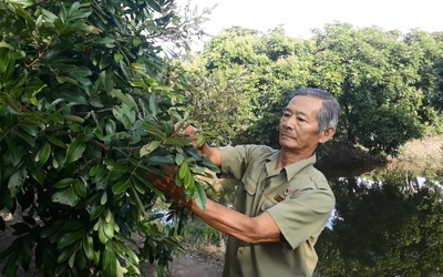 Vườn nhãn trăm triệu của lão nông Mười Sử giữa xứ rừng U Minh