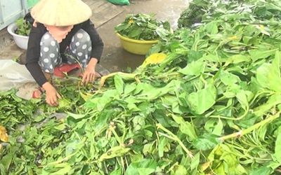 Vụ thương lái thu mua lá nhàu bất thường: UBND tỉnh Cà Mau lên tiếng