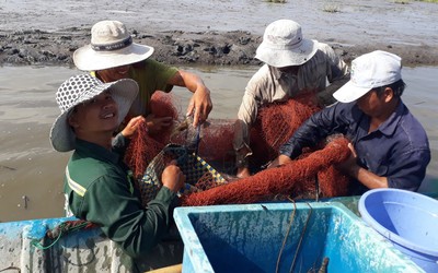 Nông dân Cà Mau vui mừng vì trúng vụ tôm càng xanh dịp cuối năm