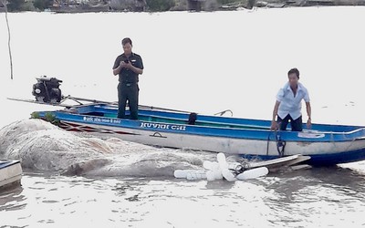 Cà Mau: Xác cá voi gần 20 tấn trôi dạt trên biển