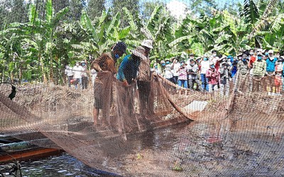 “Hương rừng U Minh”: Nét đặc trưng của vùng sông nước Cà Mau