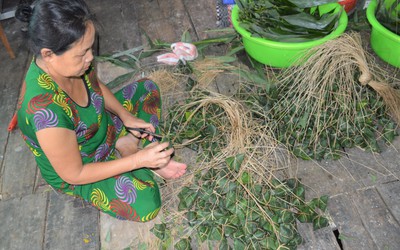 Bà con làng nghề gói bánh ú lá tre ở Cà Mau tất bật phục vụ Tết Đoan Ngọ