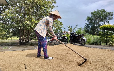 Cà Mau tồn hàng nghìn tấn lúa chất lượng cao