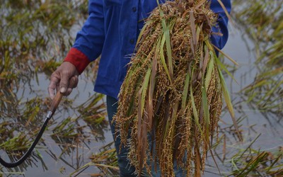 Lúa nảy mầm trên bông, người nông dân khóc ròng