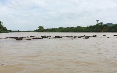 Thương tâm nam thanh niên bơi sông tìm trâu bị nước cuốn trôi