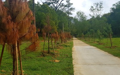 Chuyện trên 1,5km đường đầu tư hơn 19 tỷ đồng dẫn vào di sản lăng vua