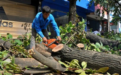 Quảng Trị: Chặt cây chống bão số 8, một người đàn ông bị thương nặng