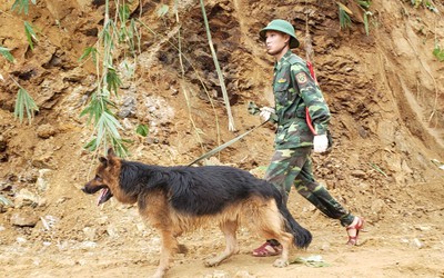 Cảnh khuyển dầm mình dưới mưa tìm kiếm nạn nhân vụ sạt lở ở Quảng Nam