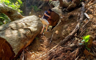 “Cắt xén” tiền bảo vệ rừng ở Thừa Thiên-Huế: Phản ánh đúng!