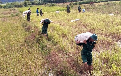 Bộ đội biên phòng Quảng Trị giúp dân gặt lúa “chạy” bão số 4