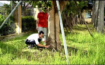 Những cây Hoàng Mai đặc biệt trên địa bàn Thừa Thiên-Huế
