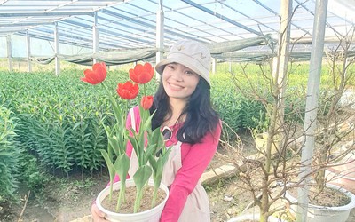 Hoa xứ lạnh trồng ở “tiểu Đà Lạt xứ Huế” sẵn sàng xuôi phố đón Tết