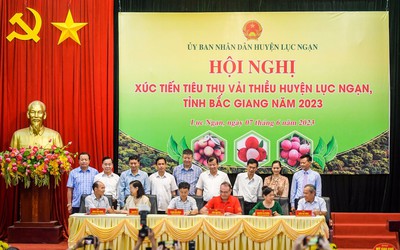 Để trái vải thực sự là niềm tự hào của nông sản Việt Nam