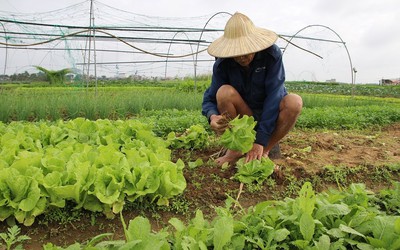 Làng rau sạch La Hường tất bật cho thị trường Tết Nguyên đán