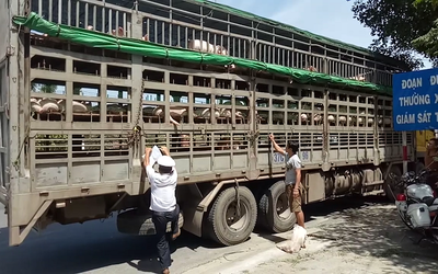 Đà Nẵng: Giữa "tâm bão" dịch tả, dân "hồn nhiên" mang lợn bệnh về bán