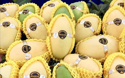 Mở cơ hội đưa trái xoài Việt chinh phục thị trường thế giới