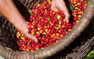 Giá cà phê Robusta trong nước tăng kỷ lục, lo ngại nguồn cung giảm mạnh