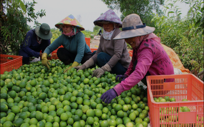 Giá nông sản hôm nay 8/5: Chanh tại vườn giá cao, hồ tiêu biến động