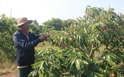 Giá nông sản hôm nay 11/5: Khoai lang tím Nhật lãi lớn, vải đầu mùa giá cao, cà phê Arabica quay đầu giảm nhẹ