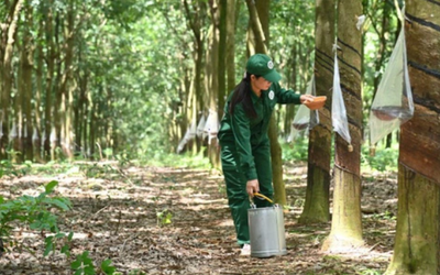 Giá nông sản hôm nay 18/5: Gạo đi ngang, cao su tăng mạnh, nông dân được mùa dưa