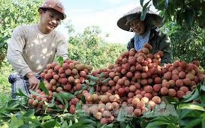 Giá nông sản hôm nay 23/5: Cà chua được giá, vải thiều đã hạ cánh tại châu Âu