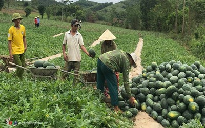 Giá nông sản hôm nay 2/6: Dưa hấu Nghệ An đắt hàng, cà phê quay đầu giảm nhẹ