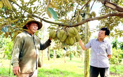 Trồng “trái nhà giàu” theo tiêu chuẩn VietGAP, anh nông dân thu lãi 2,4 tỷ đồng