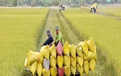 Giá nông sản 24/6: Gạo tăng nhẹ, cà phê giảm, hồ tiêu duy trì ổn định