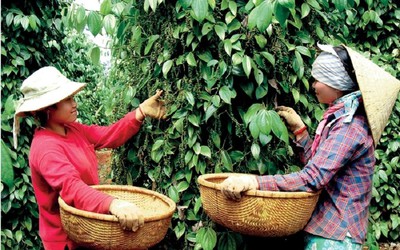 Giá nông sản 3/7: Hồ tiêu tiếp đà tăng, cao su biến động trái chiều